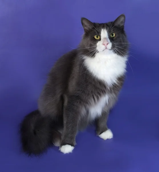 Large gray fluffy cat with white spots sitting on blue — Stock Photo, Image