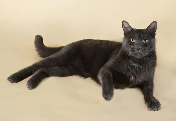 Gato azul ruso sentado en gris — Foto de Stock