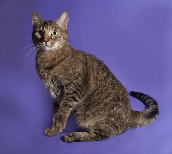 Tricolor striped cat sitting on blue — Stock Photo, Image