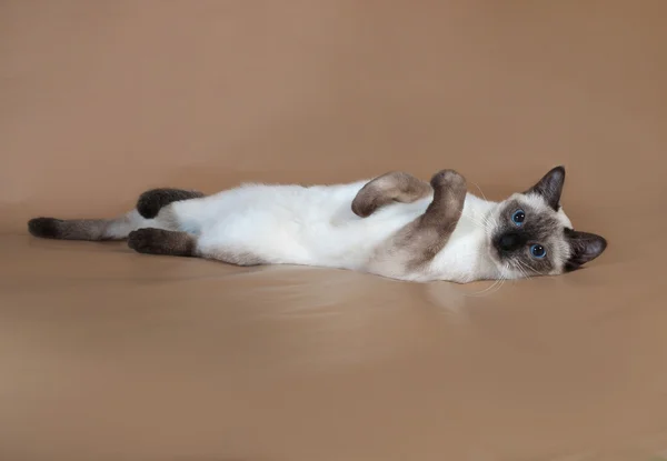 Gato tailandês com olhos azuis deitado no marrom — Fotografia de Stock