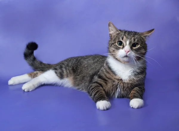 White and striped spotted cat lying on blue — Stock Photo, Image