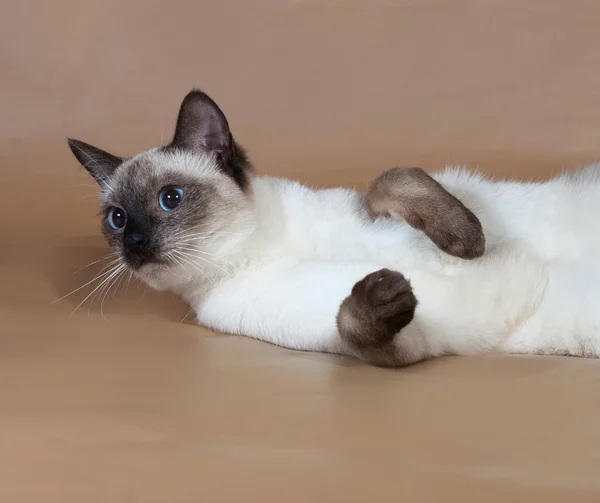 Thailändische Katze mit blauen Augen liegt auf braunen — Stockfoto