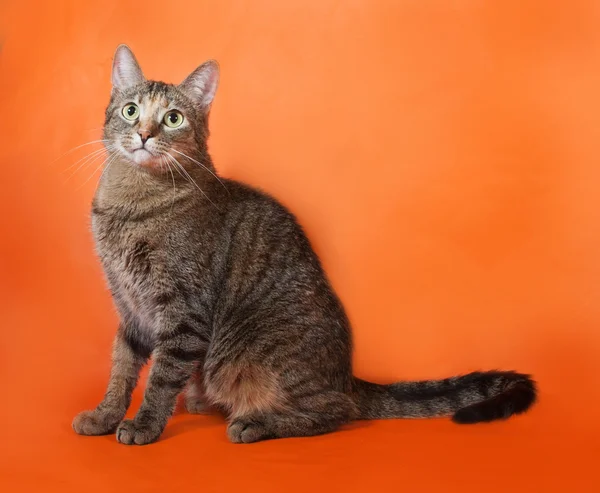 Tricolor gestreepte kat, zittend op oranje — Stockfoto
