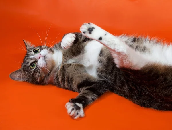 Blanco y rayas manchado gato se encuentra en naranja — Foto de Stock