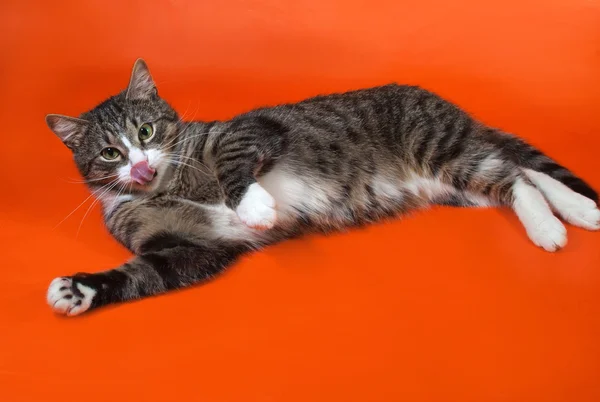 Bianco e strisce macchiato gatto bugie e leccato su arancione — Foto Stock