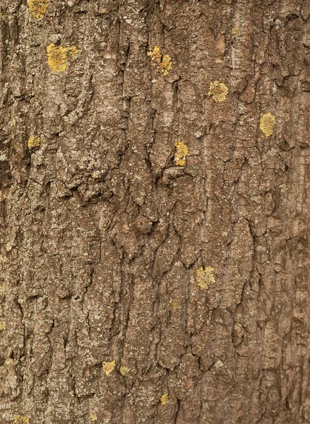 Textury ze stromové kůry pokryté zeleným mechem — Stock fotografie