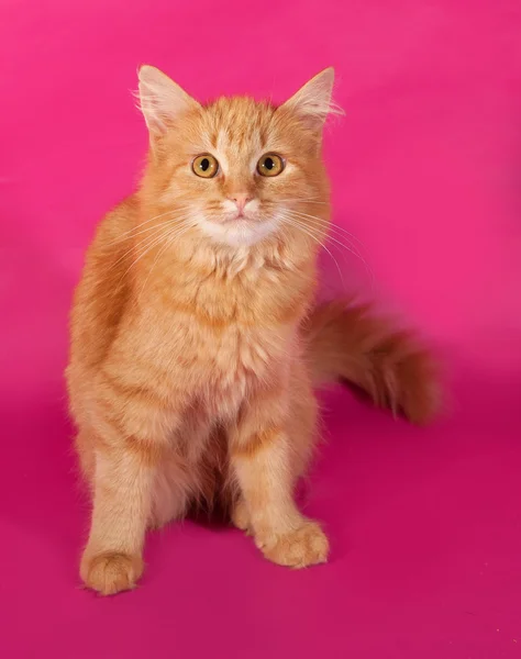 Rojo peludo gatito sentado en rosa —  Fotos de Stock