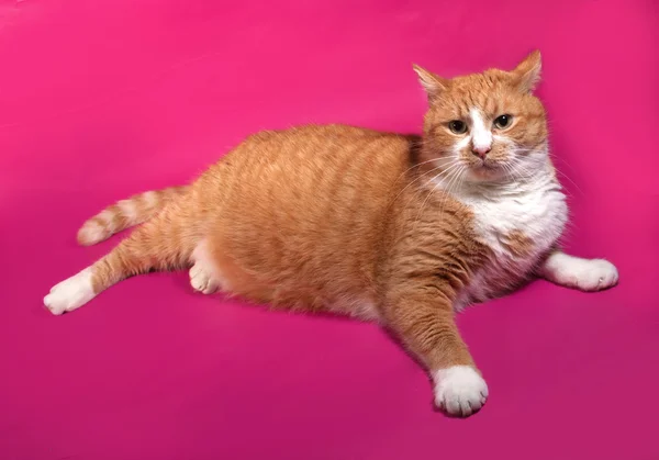 Thick red and white cat lying on pink — Stock Photo, Image