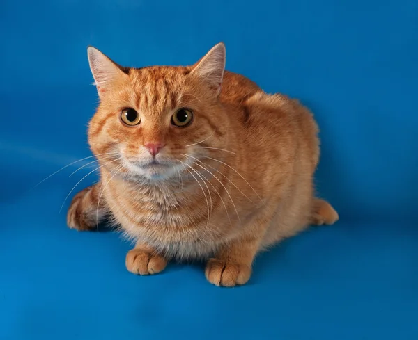 Ginger tabby cat sitting on blue — Stock Photo, Image