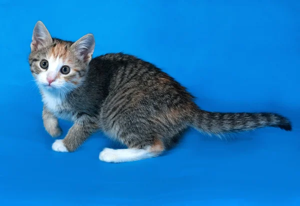 Gatinho listrado tricolor em pé no azul — Fotografia de Stock