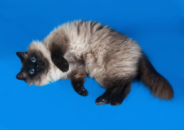 泰国只毛绒绒的猫躺在蓝色背景上的蓝眼睛 — 图库照片