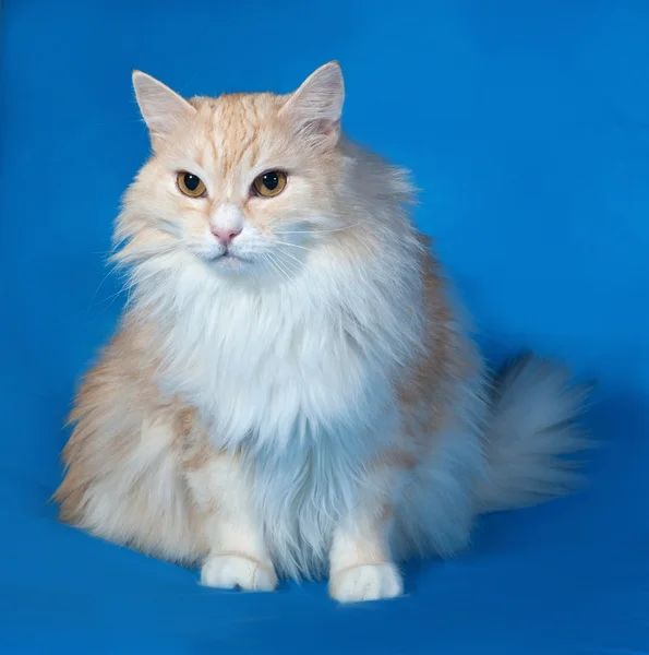 Pluizig rode rokerige kat zit op blauw — Stockfoto