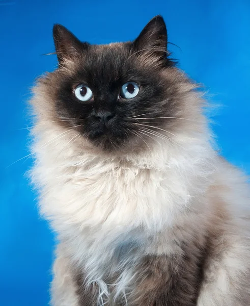 Gato fofo tailandês com olhos azuis sentados no azul — Fotografia de Stock