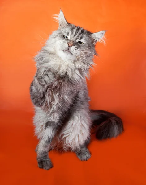 Gray fluffy cat Maine Coon sitting on orange — Stock Photo, Image