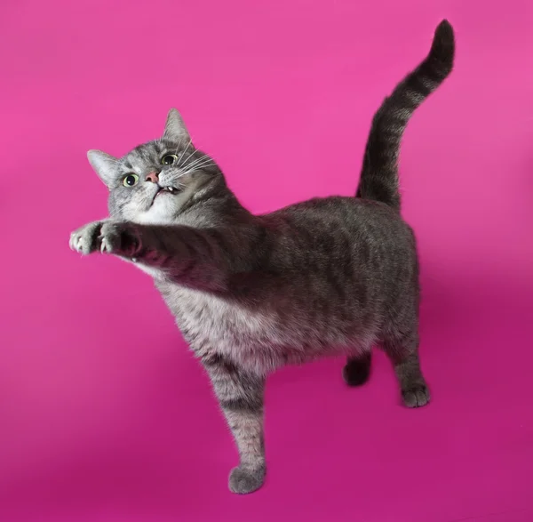 Randig grå katt står på rosa — Stockfoto