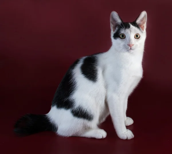 White kitten teenager with black spots  standing on burgundy — Stock Photo, Image