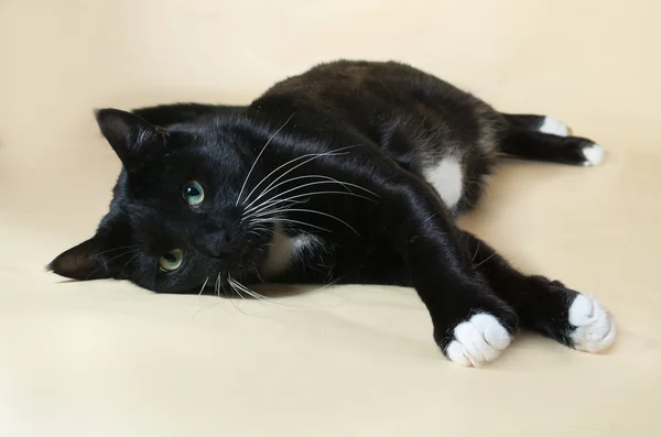 Schwarze Katze mit weißen Flecken sitzt auf gelb — Stockfoto