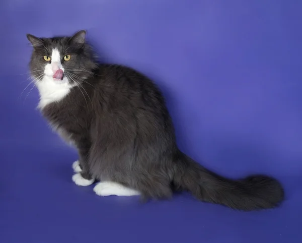 Grote grijze pluizig kat met witte vlekken zitten en likte op blu — Stockfoto