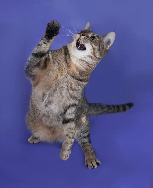 Gato a rayas saltando sobre lila — Foto de Stock