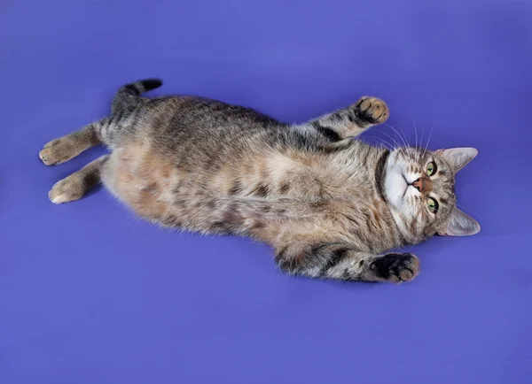 Thick striped cat lying on her back on blue — Stock Photo, Image