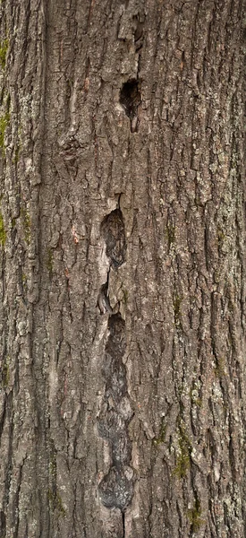 Textura de casca de árvore coberta com musgo verde — Fotografia de Stock