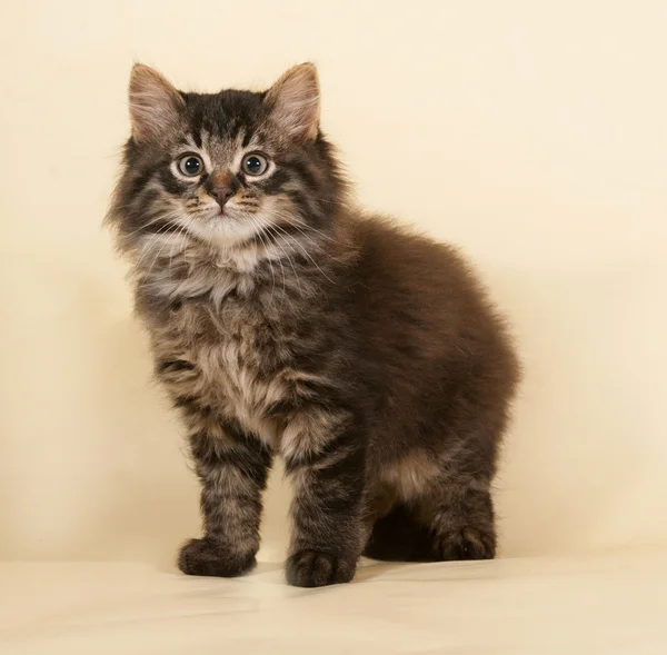 Fluffy pequeno gatinho listrado sentado no amarelo — Fotografia de Stock