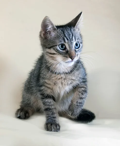 Tabby and white kitten lying on yellow — Stock Photo, Image