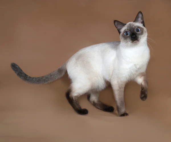 Tailandés gato con azul ojos de pie en marrón —  Fotos de Stock