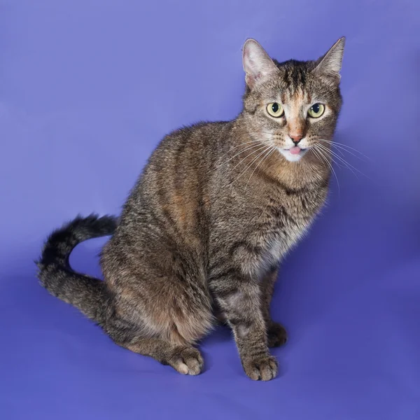 Tricolor striped cat sitting on blue — Stock Photo, Image