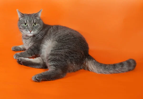 Rayas gato gris acostado en naranja —  Fotos de Stock