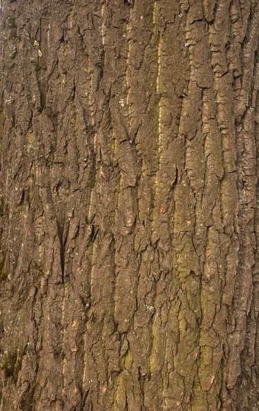 Textuur van boomschors bedekt met groene mos — Stockfoto