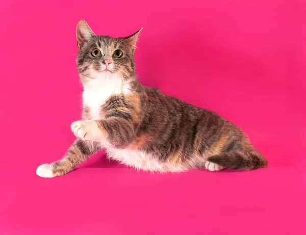 Tricolor striped cat lying on pink — Stock Photo, Image