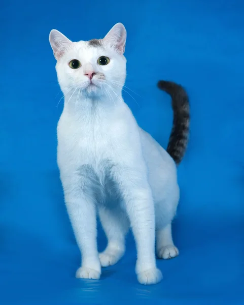 White cat with black spots standing on blue — Stock Photo, Image