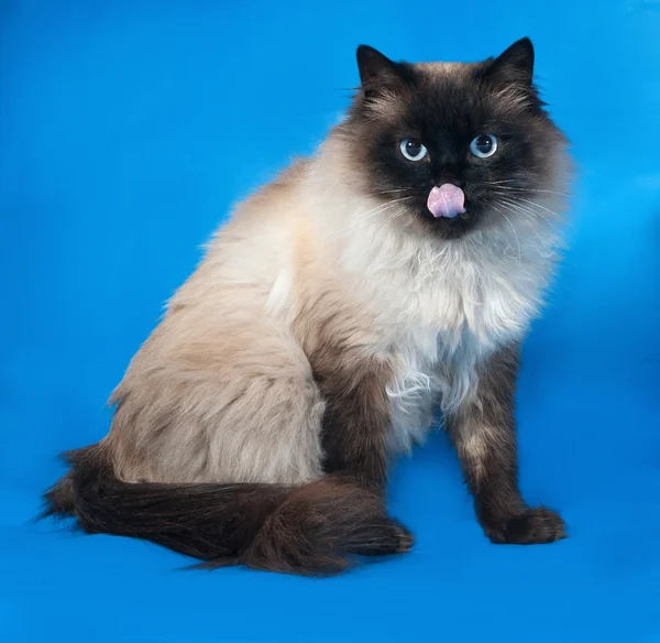 Thailändska fluffiga katt med blå ögon satt och slickade på blå — Stockfoto