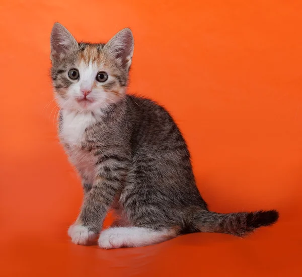 Tricolor rayas gatito sentado en naranja — Foto de Stock