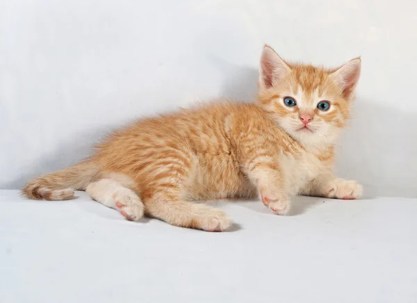 Rotes flauschiges Kätzchen liegt auf grau — Stockfoto