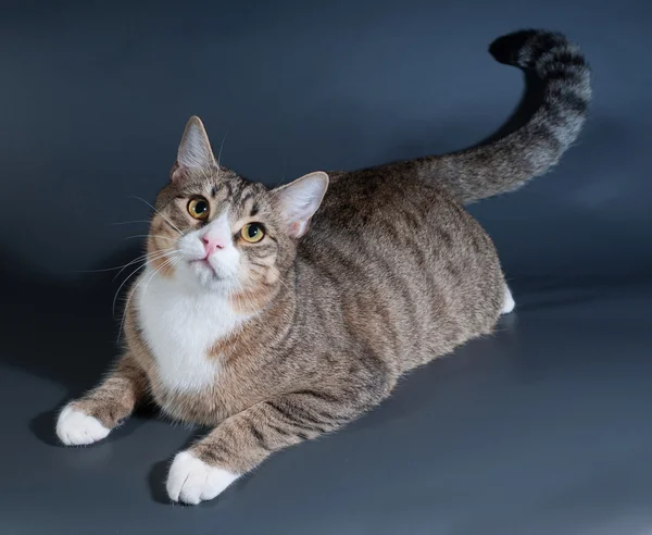 Gestromte Katze mit grünen Augen auf grau liegend — Stockfoto