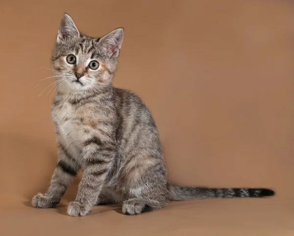 Tricolor kitten sitting on brown — Stock Photo, Image