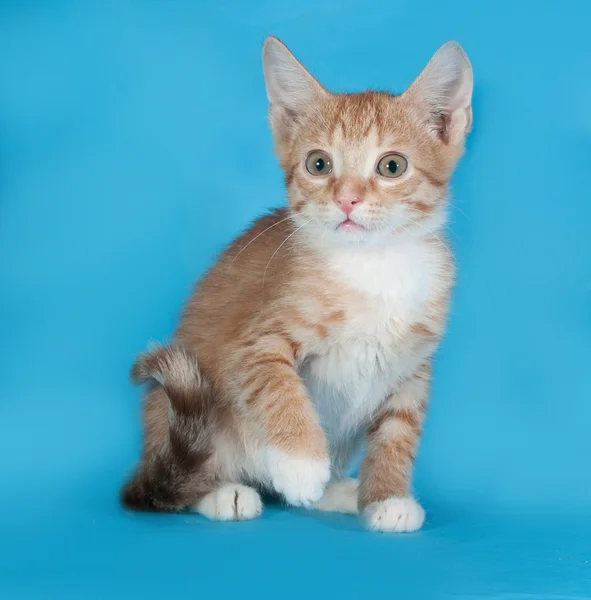 Mavi üzerinde oturan zencefil ve beyaz yavru kedi — Stok fotoğraf
