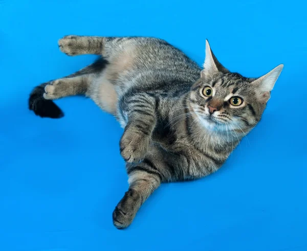 Zaprawa murarska kotek z żółte oczy leżącego na niebiesko — Zdjęcie stockowe