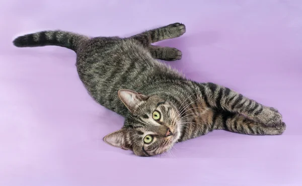 Tabby cat with green eyes lying on purple — Stock Photo, Image