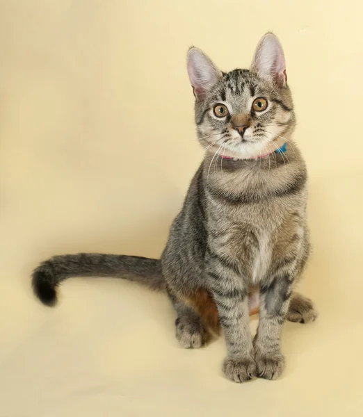 Tabby kitten with yellow eyes sitting on yellow — Stock Photo, Image