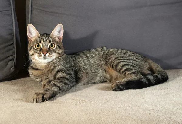 Tabby kitten with yellow eyes lying on couch — Stock Photo, Image