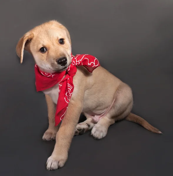 Küçük sarı köpek yavrusu kırmızı bandana gri üzerine oturan — Stok fotoğraf