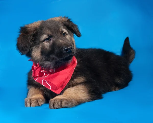 Zwarte en rode shaggy puppy in rode bandane ligt op blauwe — Stockfoto