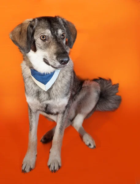 Gray dog in blue bandana sitting on orange — Stock Photo, Image