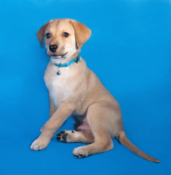 Pequeno filhote de cachorro amarelo no colarinho azul sentado no azul — Fotografia de Stock