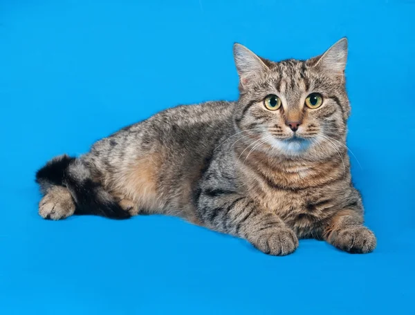 Gatito rayado acostado sobre azul —  Fotos de Stock