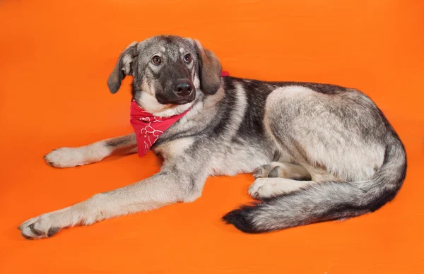 Gray dog in the red bandana sitting on orange — Stock Photo, Image