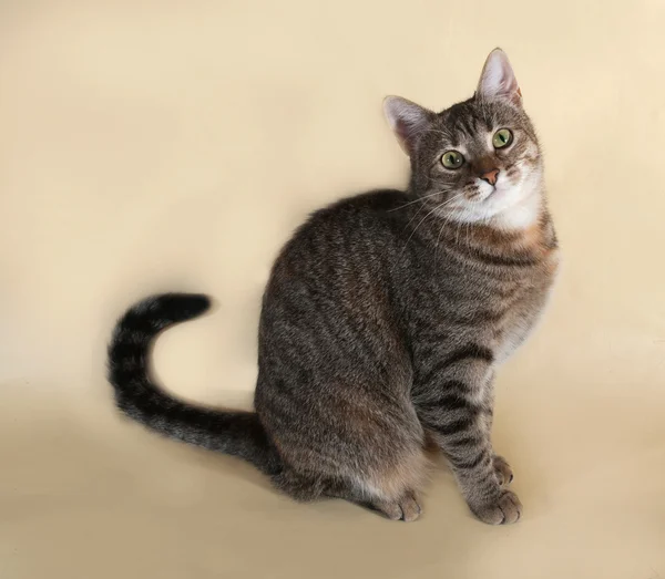 Tabby katt sitter på gul — Stockfoto